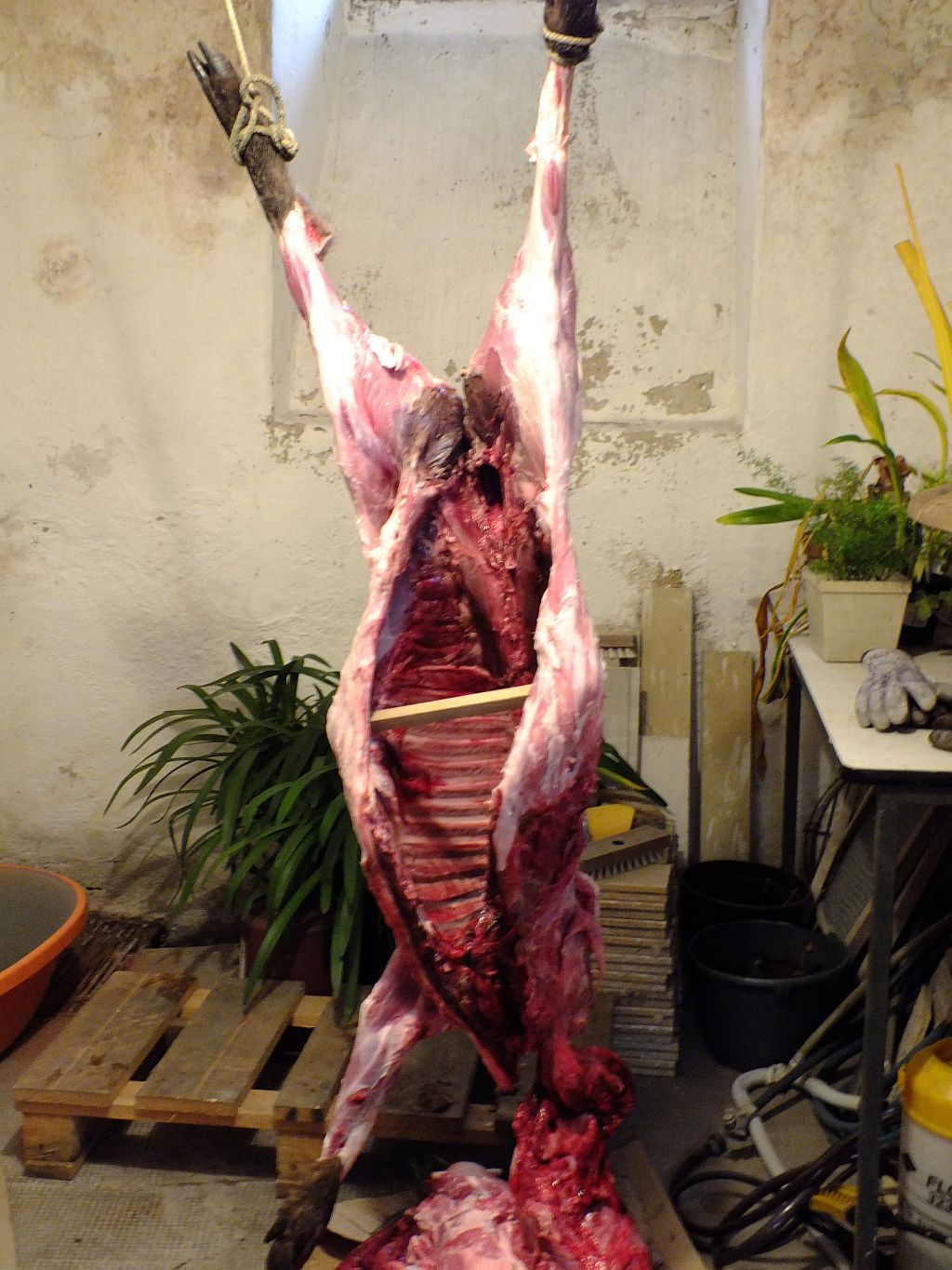 schwein02.jpg