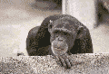 affen-012.gif