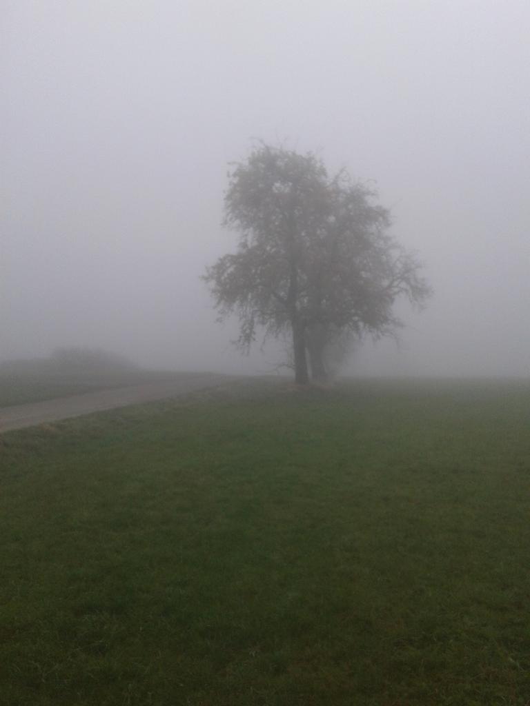 20191110_094410nebel_baum.jpg