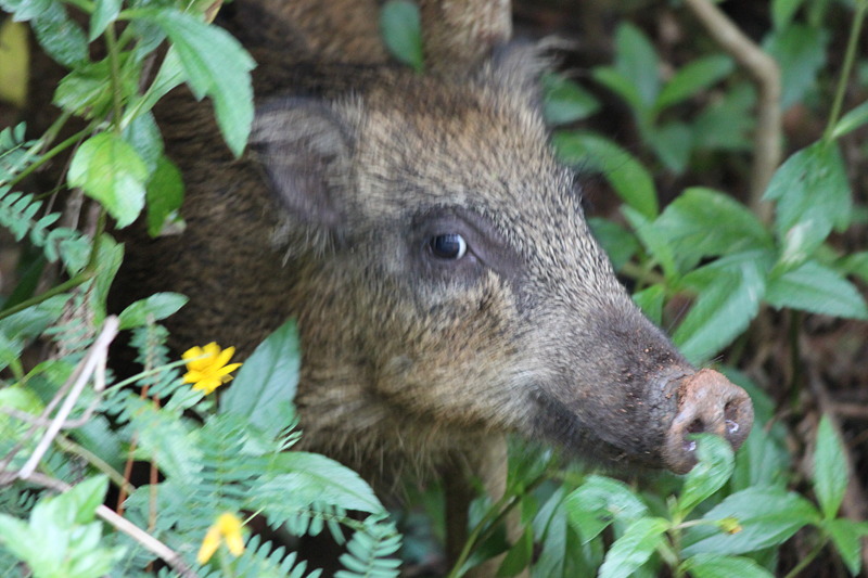 ryukyu-wild-boar.jpg