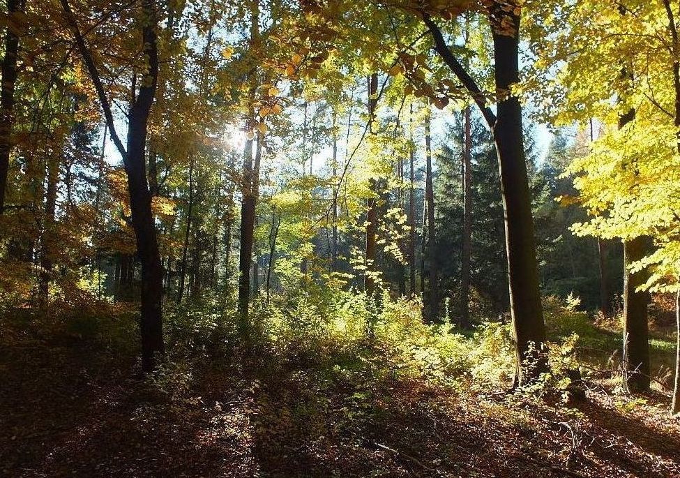 wald.jpg