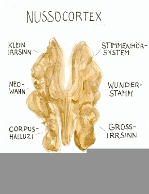 nussocortex_2.jpg