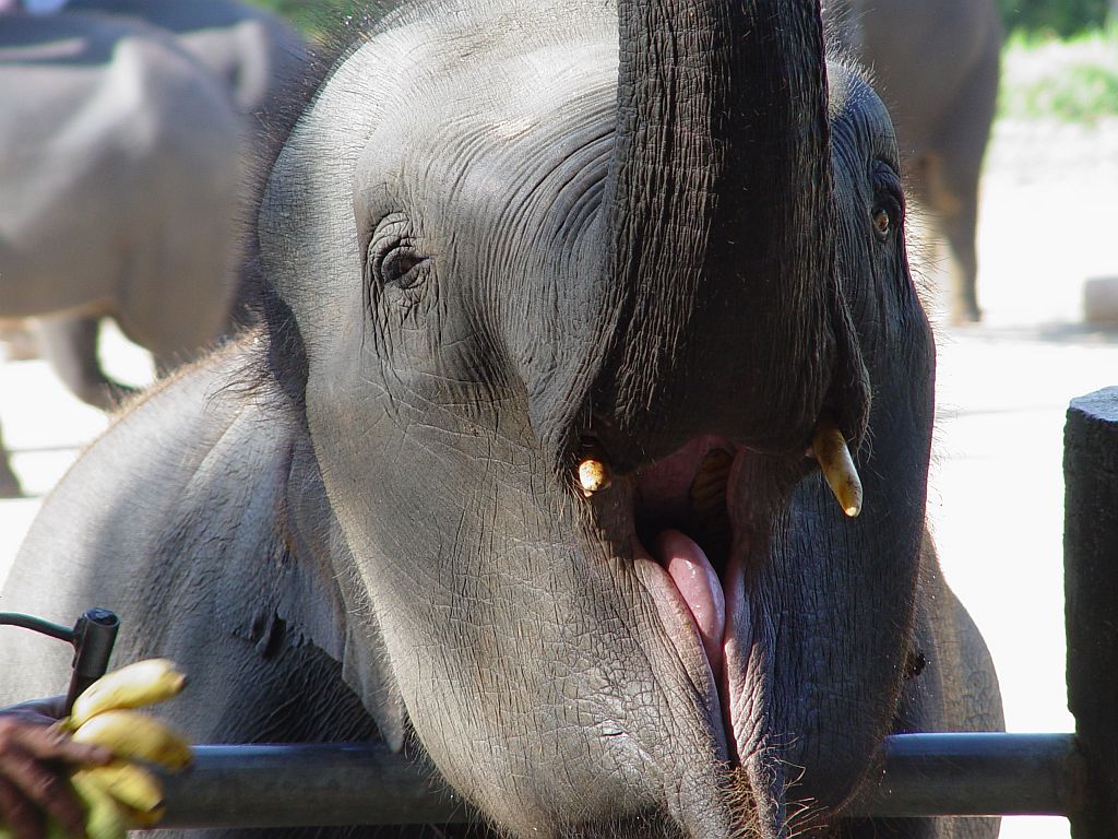 elefant01.jpg