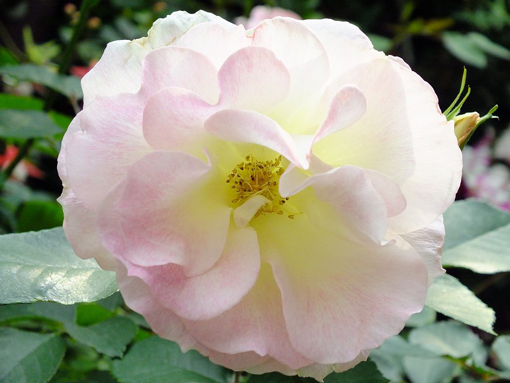 blume.jpg