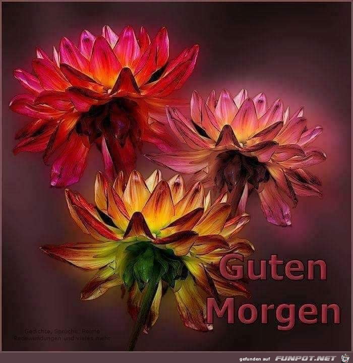 blumen_am_morgen.jpg