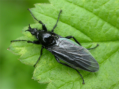 bibiomarci01.jpg
