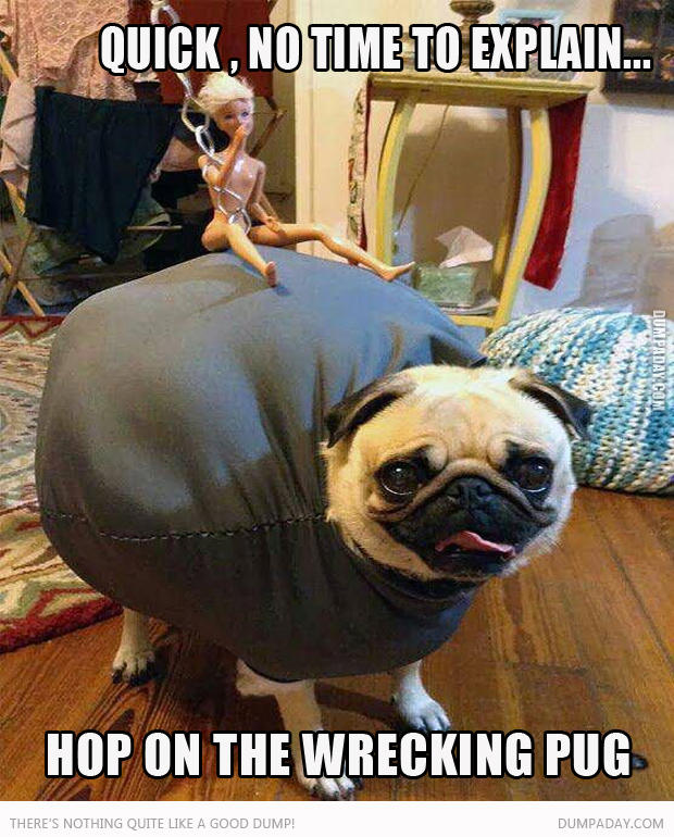 wrecking-pug-no-time-to-explain2.jpg