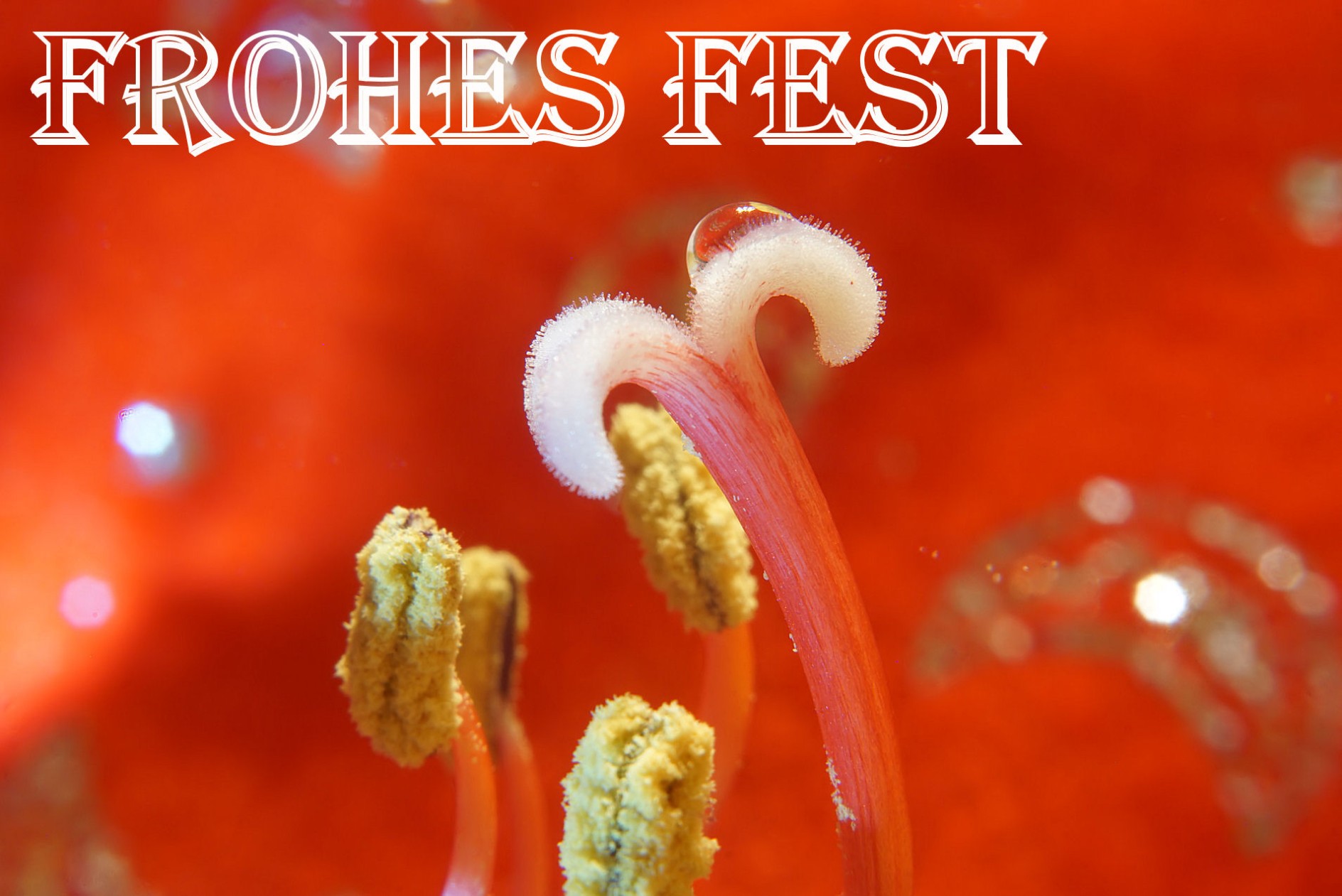 frohes_fest_4.jpg