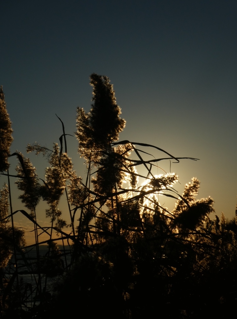 p1000679.jpg