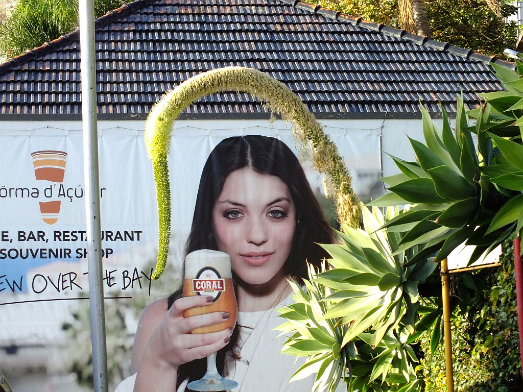 bierwerbung_coral.jpg