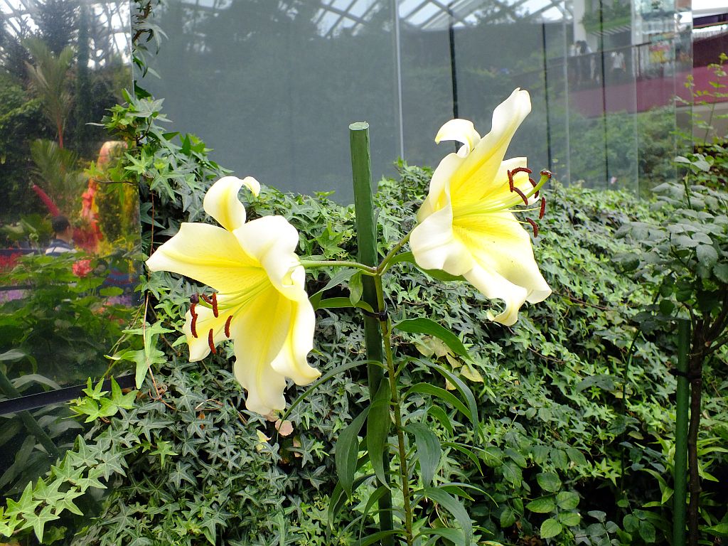 blume_gelb_zwei.jpg