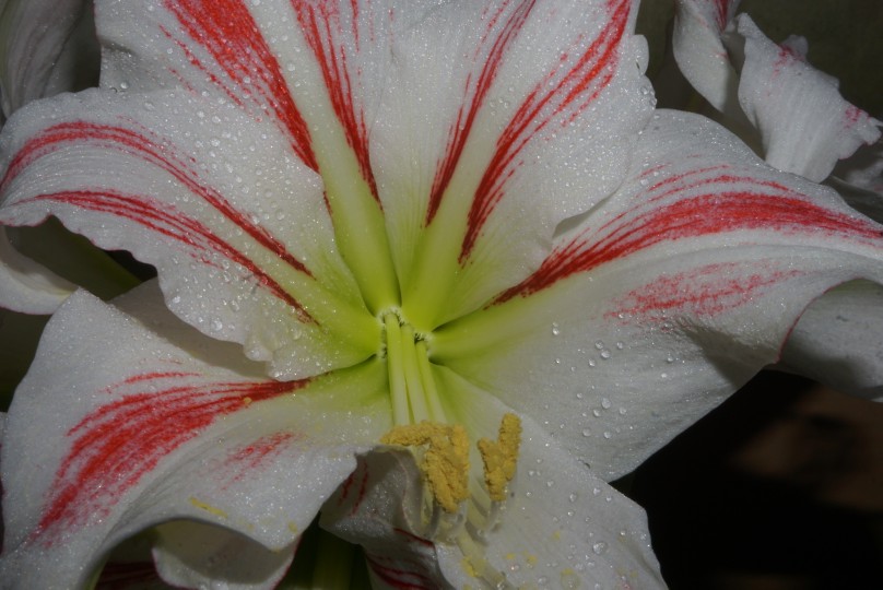 amaryllis_getreift.jpg