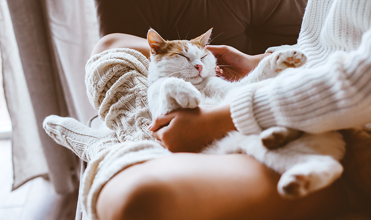 cat-relaxing-750x446.jpg
