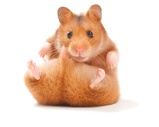 kleintier-goldhamster1-zooundco-525x420px-min.png