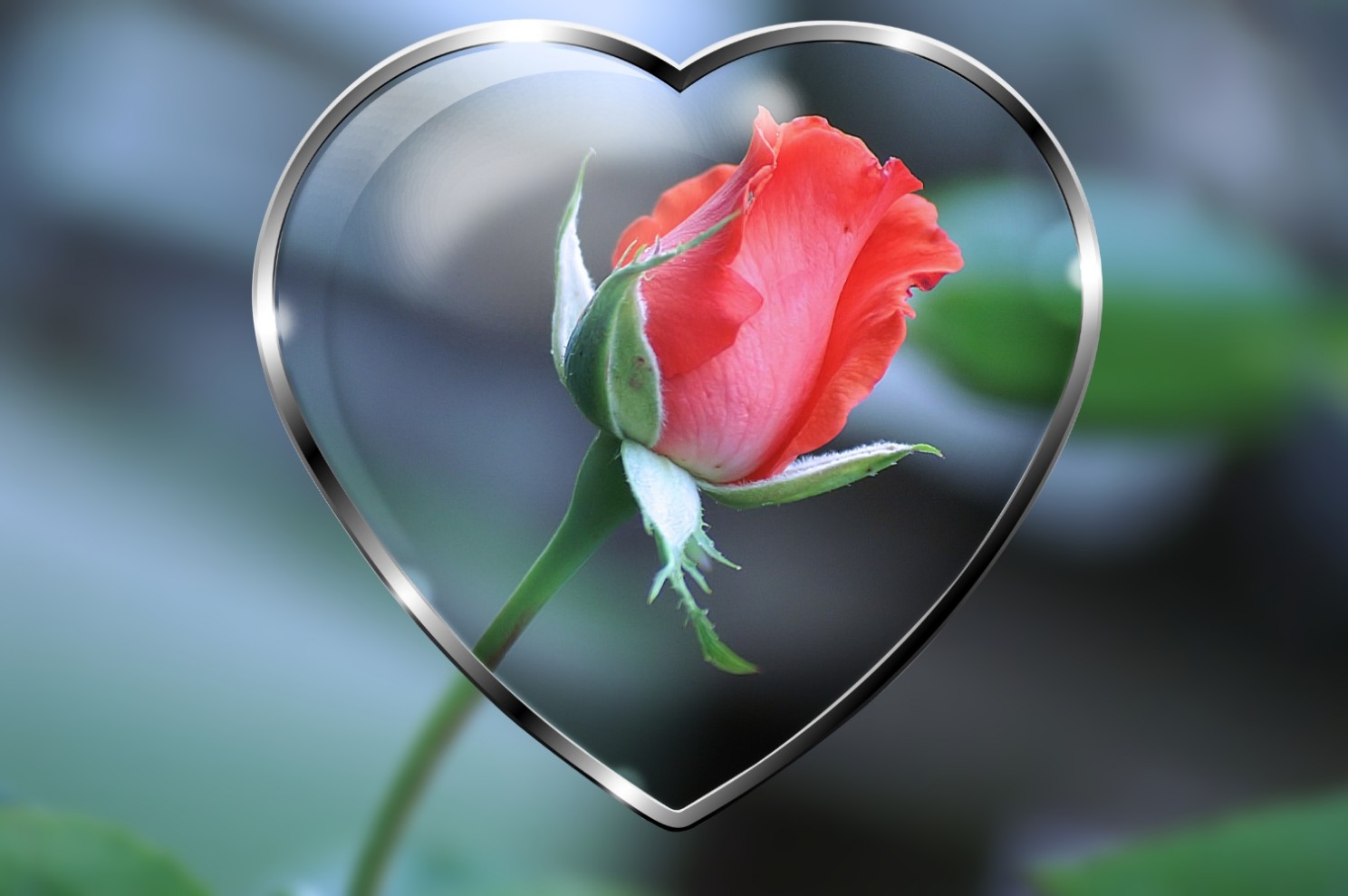 valentinstagsrose_2.jpg