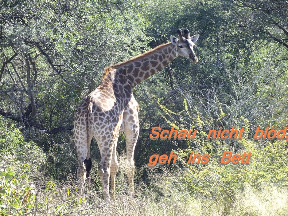 giraffe_nacht.jpg