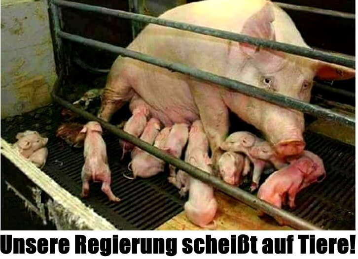 noch_15.jpg