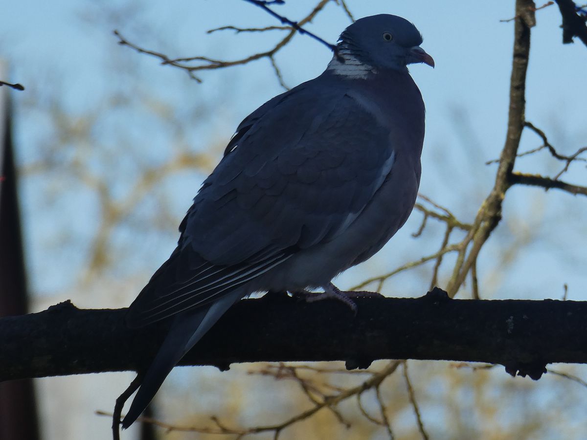 k-p1010324.jpg