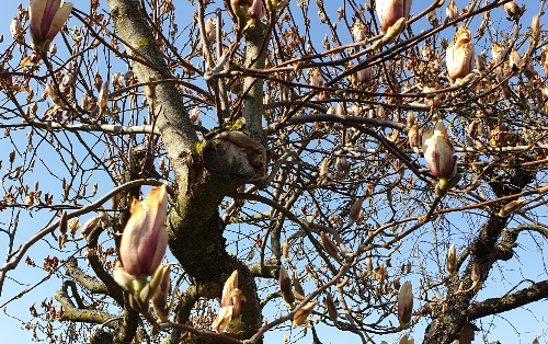 erfroren_magnolien.jpg