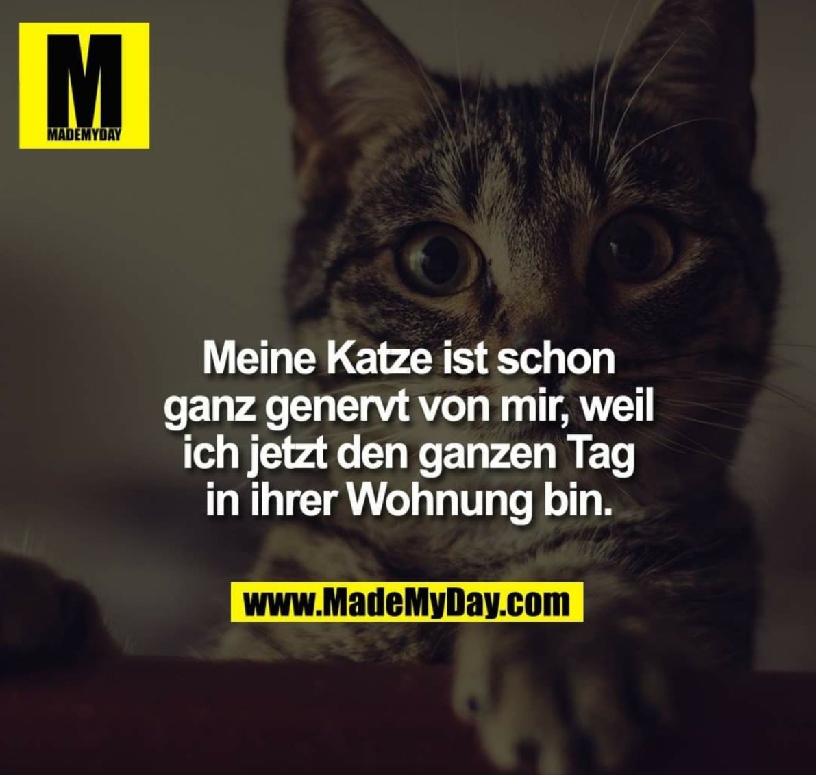 katze_sauer.jpg