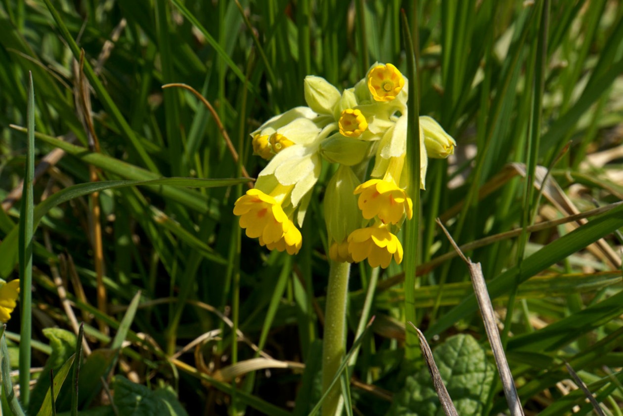 schl__sselblume_4.jpg