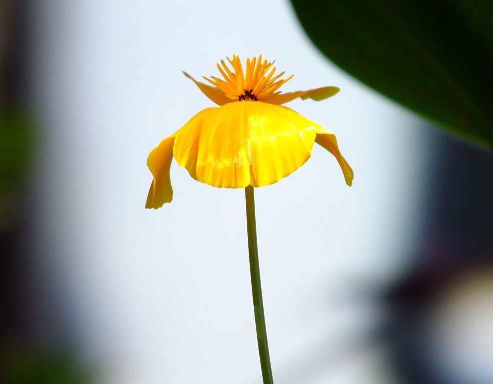 goldmohn02.jpg