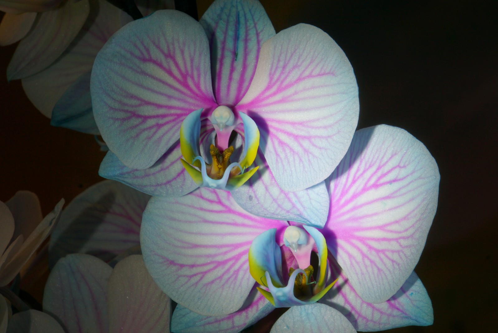 orchidee_4.jpg