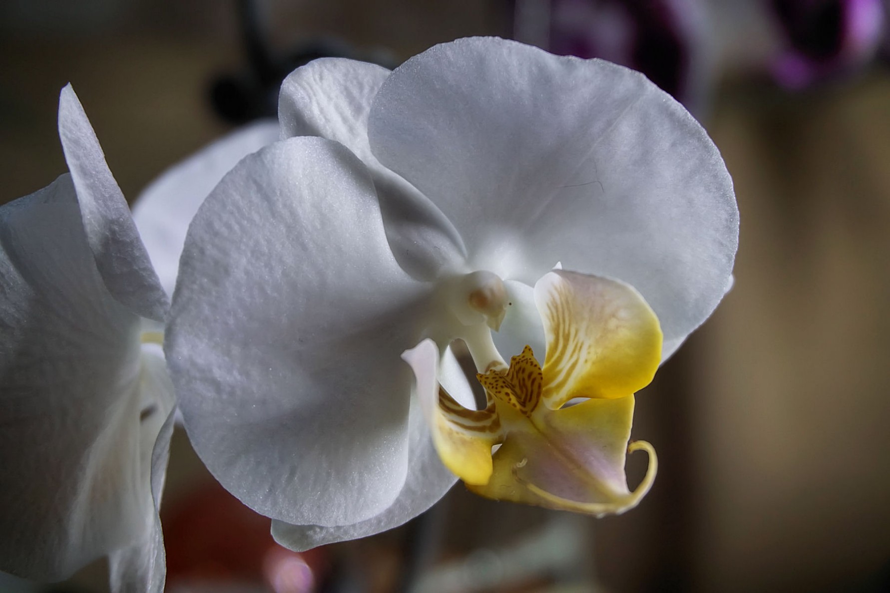 orchidee_5.jpg
