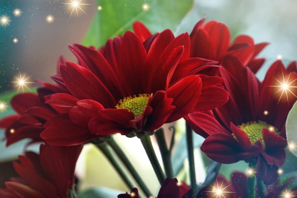 geburtstagsblumen.jpg