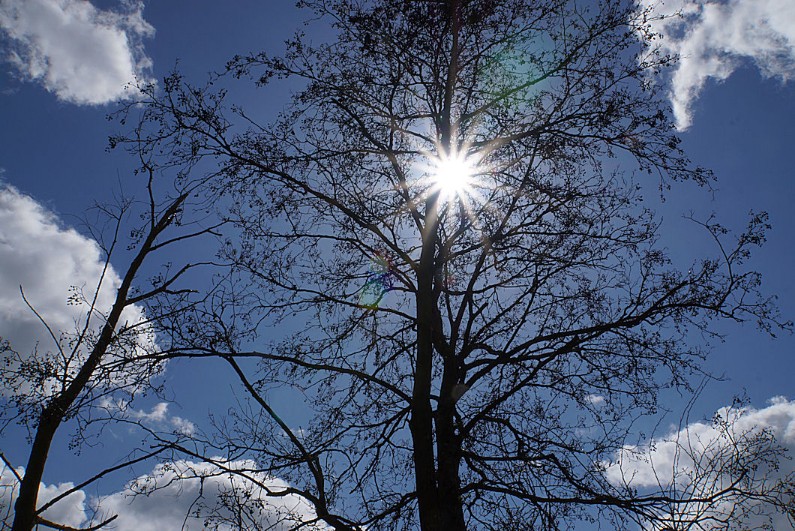 sonnenstern_am_baum.jpg