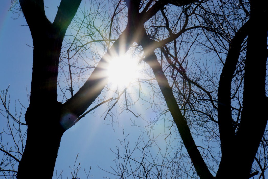 gro__er_sonnenstern.jpg