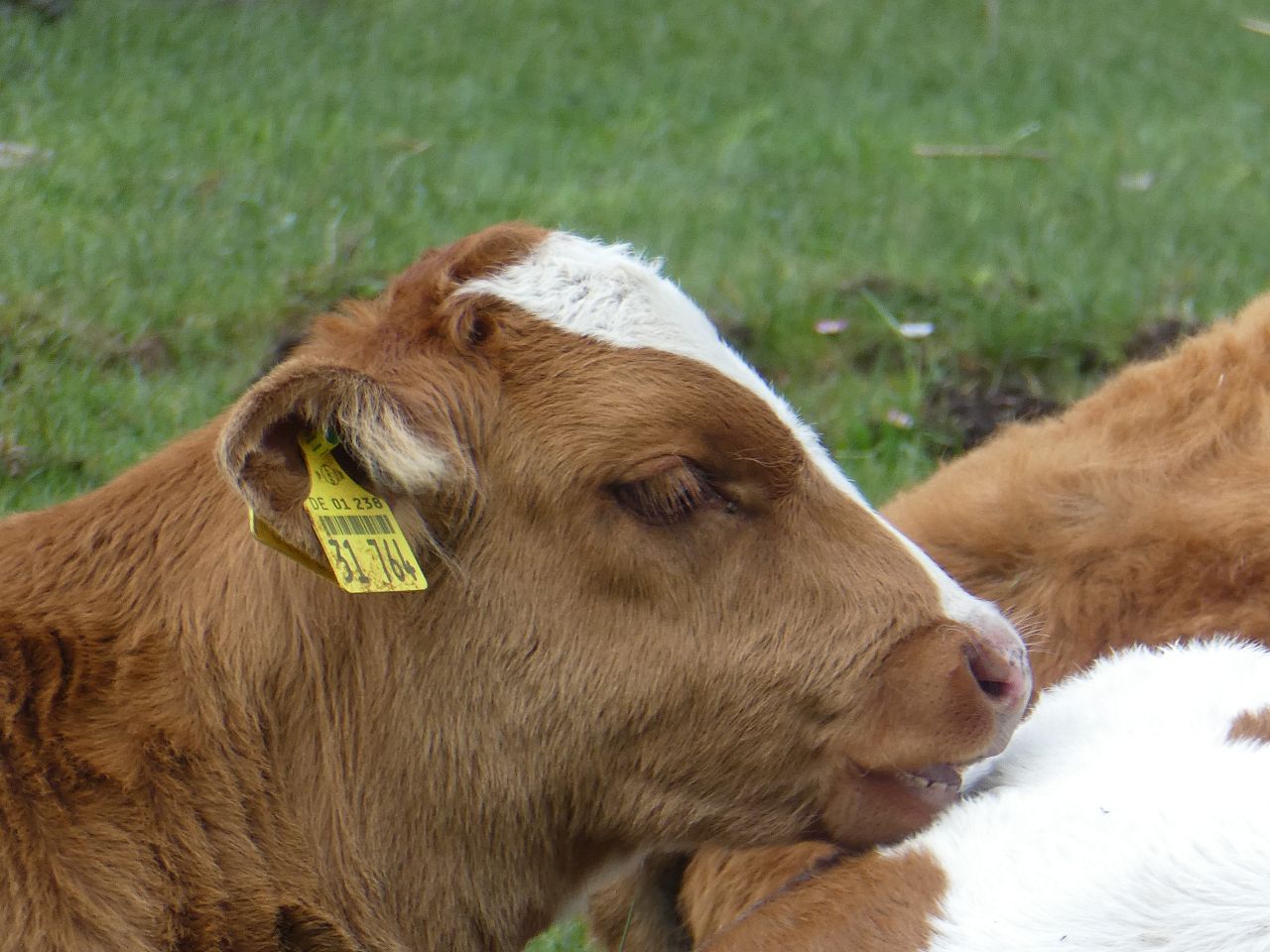 k-p1010509.jpg