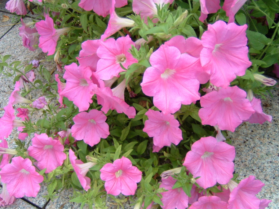 dscf0120bl.jpg