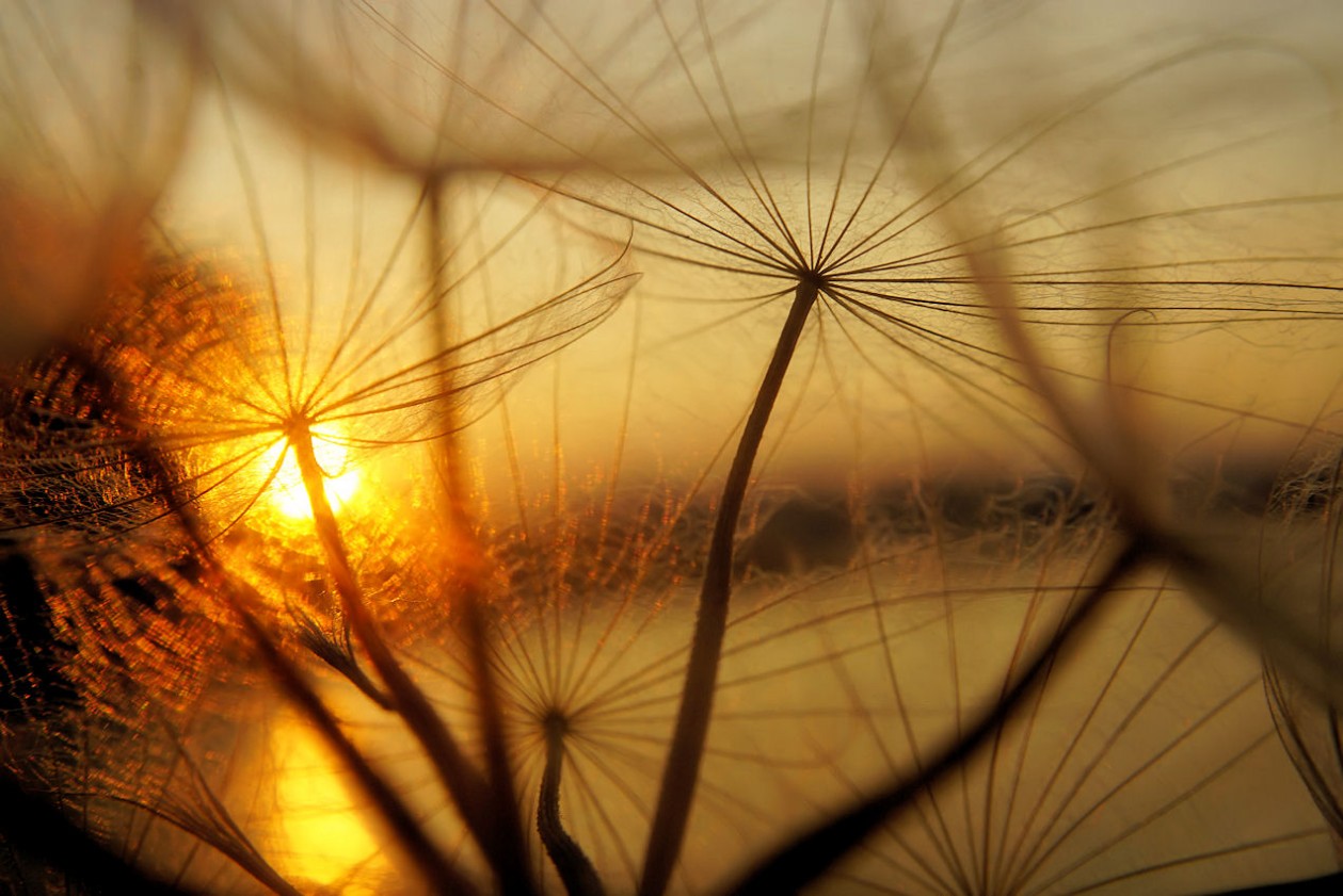 pusteblumensonnenuntergang.jpg