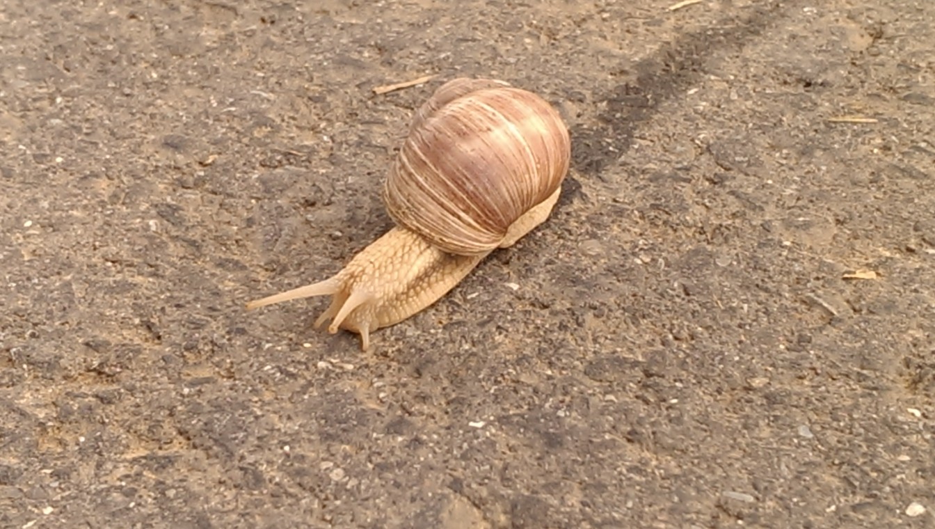 weinbergschnecke.jpg
