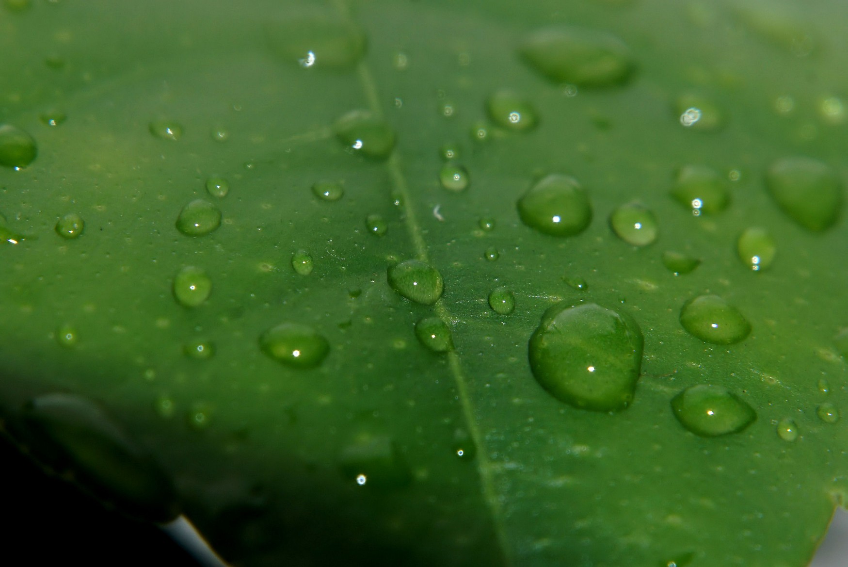 regen_regentropfen_1.jpg