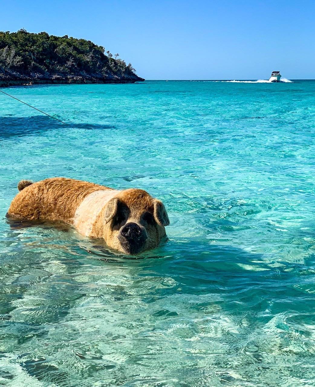 pig-beach-big-major-cay.jpg