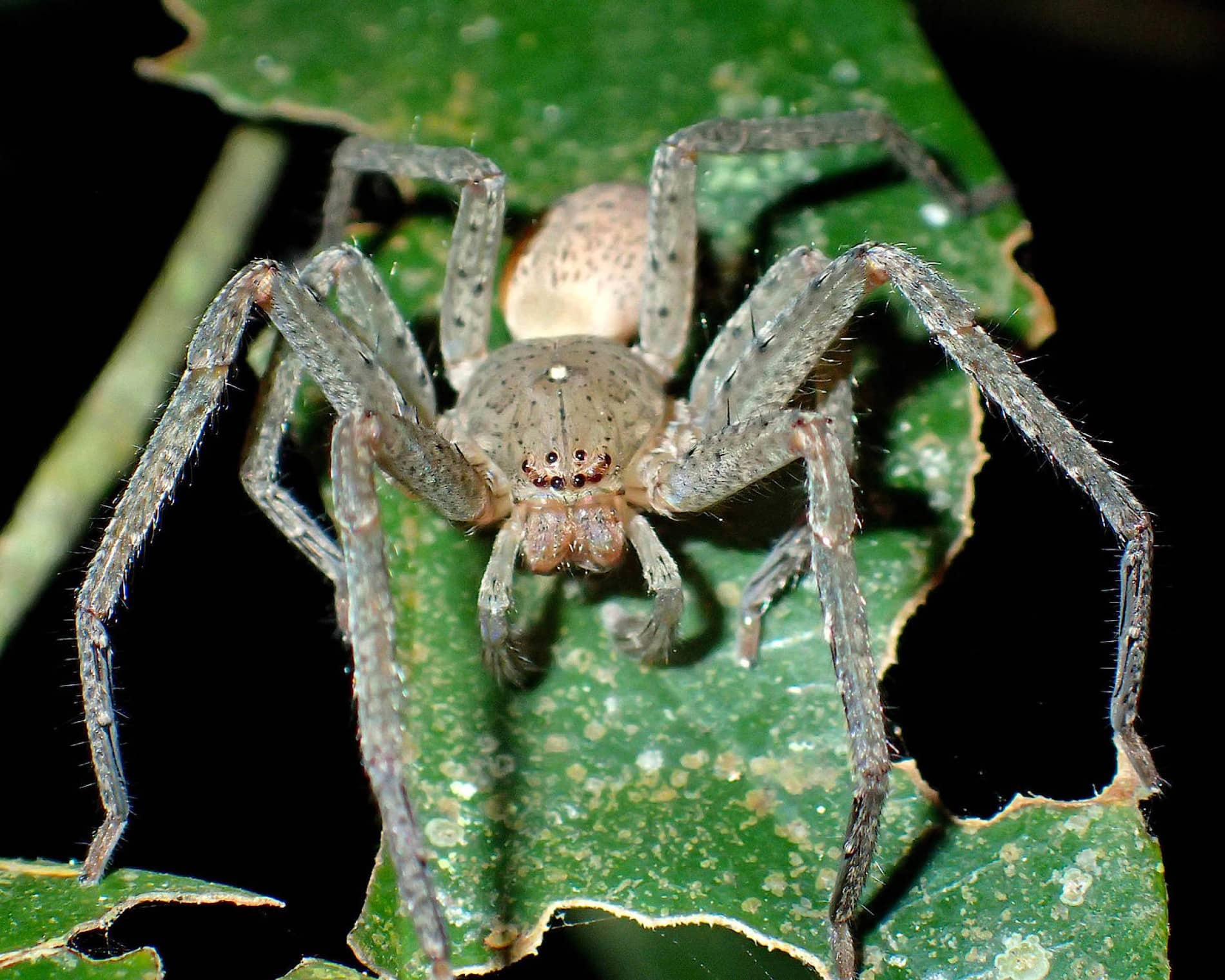 die-greta-spinne-mit-der-min.jpg