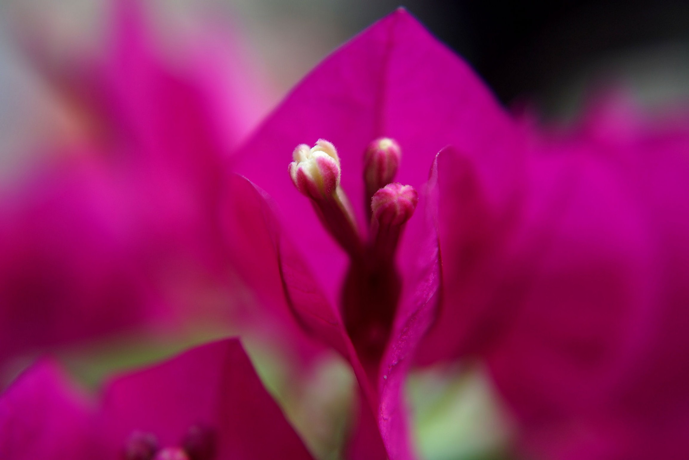 bougainvillea_2.jpg