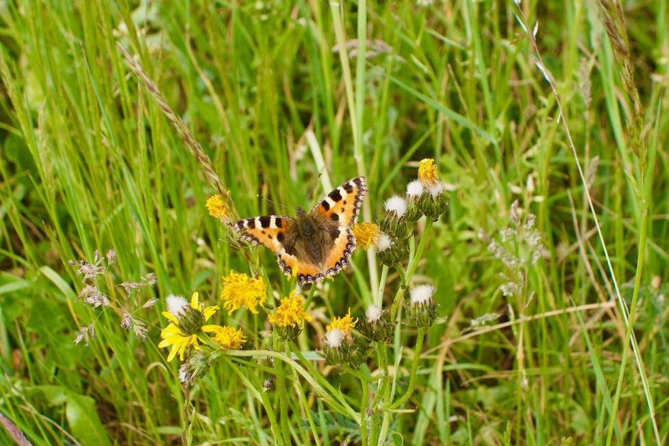 schmetterling.jpg