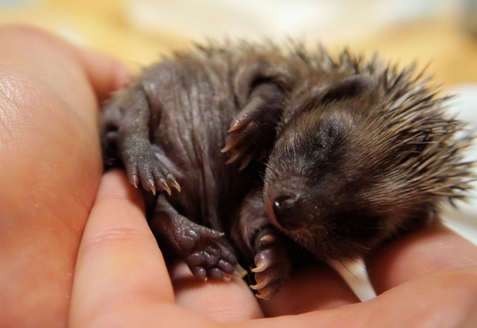 igel-baby.jpg