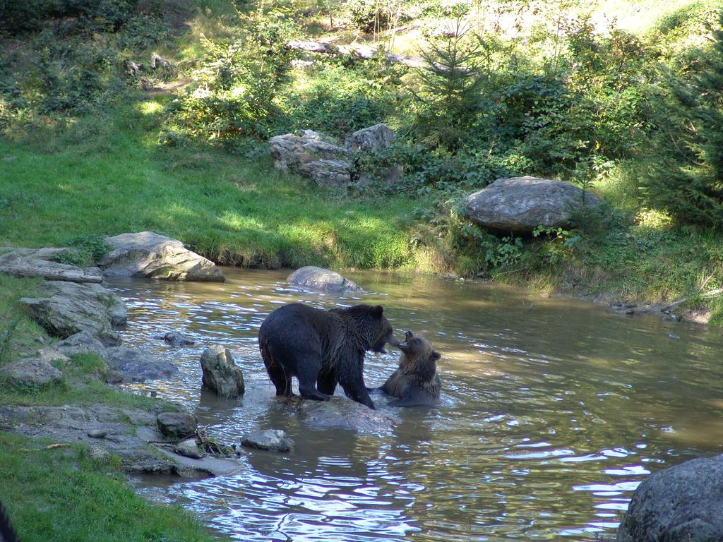 nationalpark-baeren-beim-spielen-im-wasser.jpg