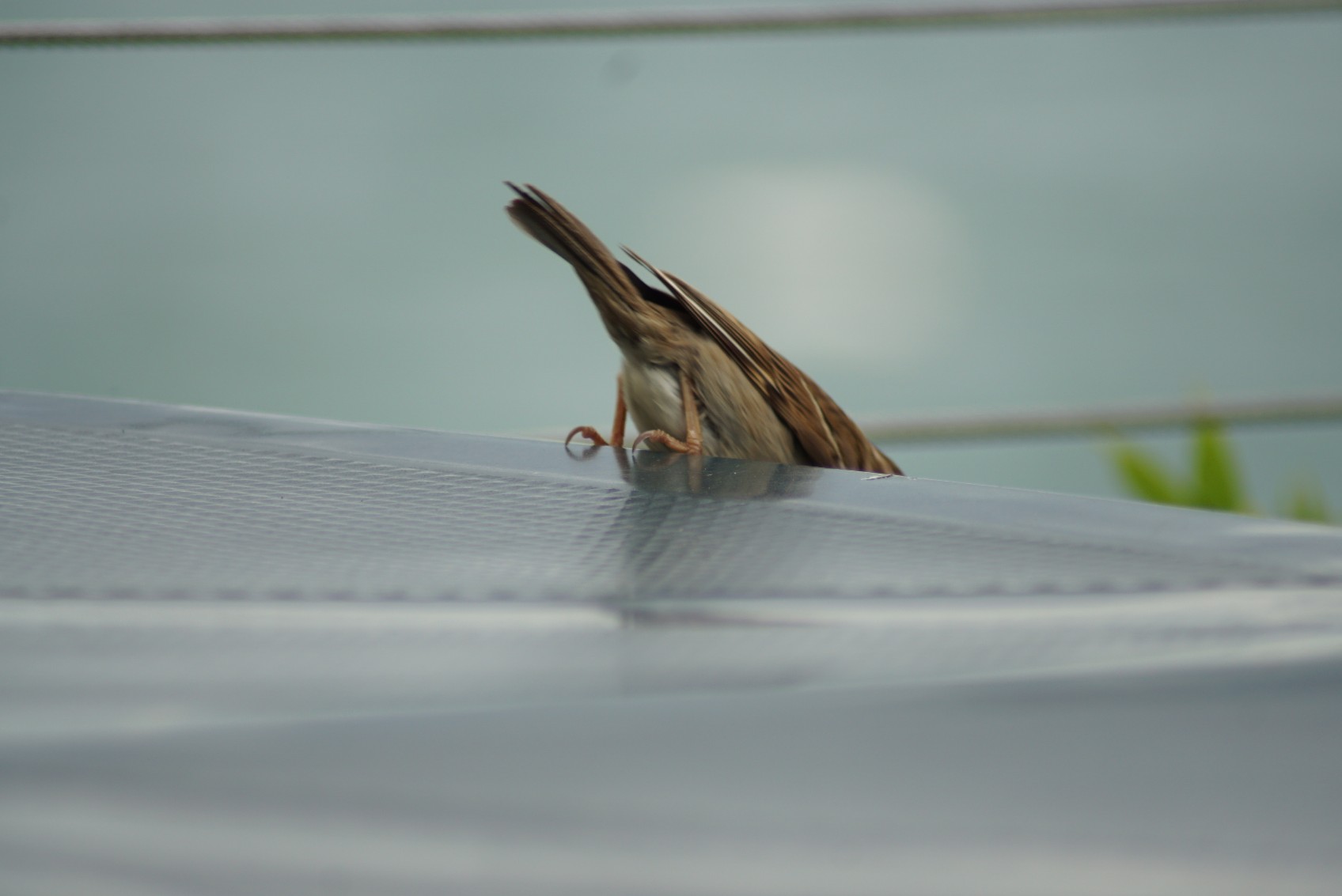 san_felice_spatz_7.jpg