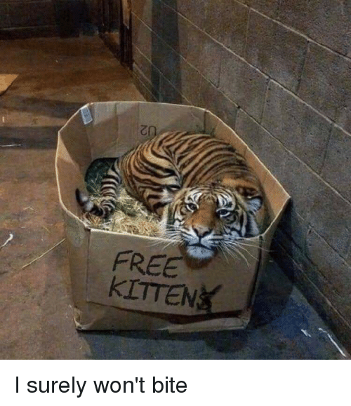 free-kitten-i-surely-wont-bite-40653924.png