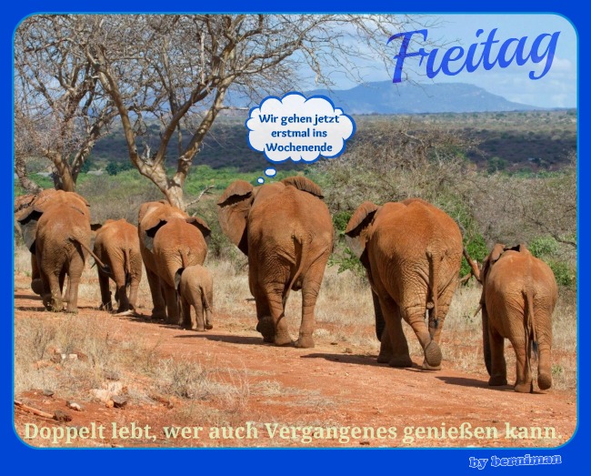 elefanten_we.jpg