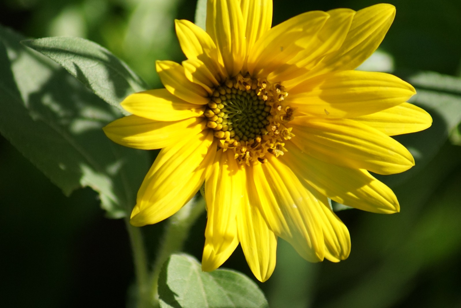 sonnenblume_-_1.jpg