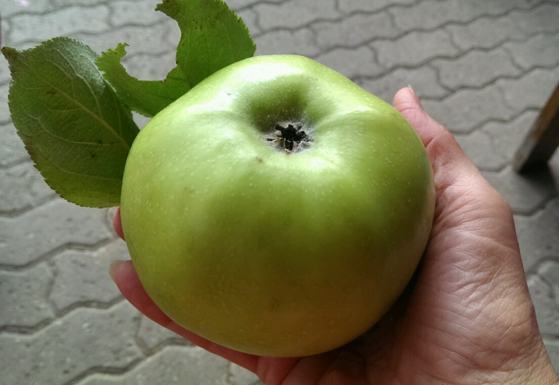 apfel_gro__.jpg