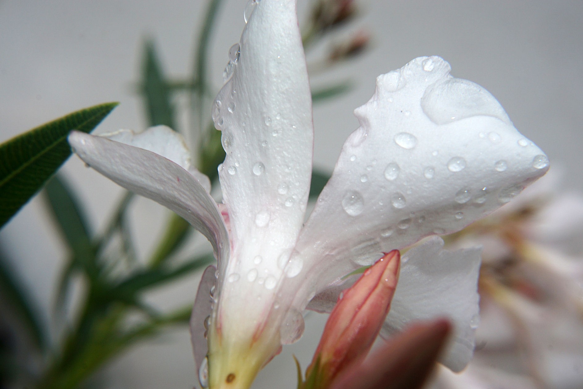 oleander_im_regen.jpg