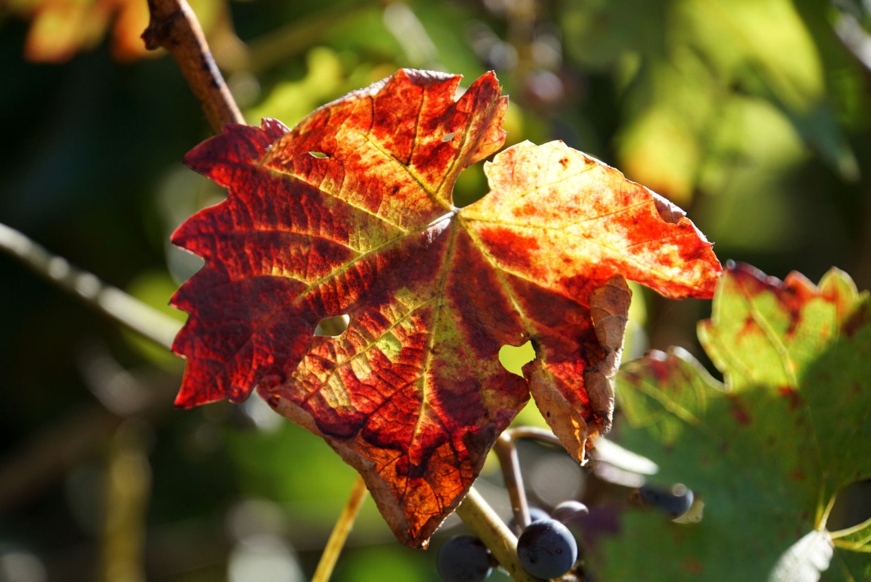 herbstweinblatt.jpg