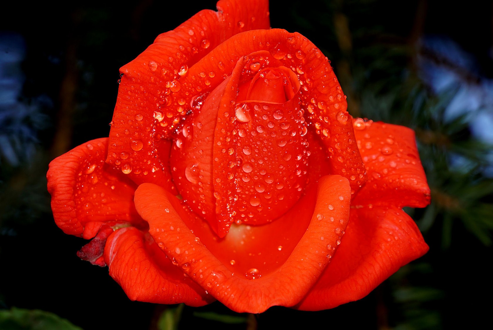 tropfenrose_2.jpg
